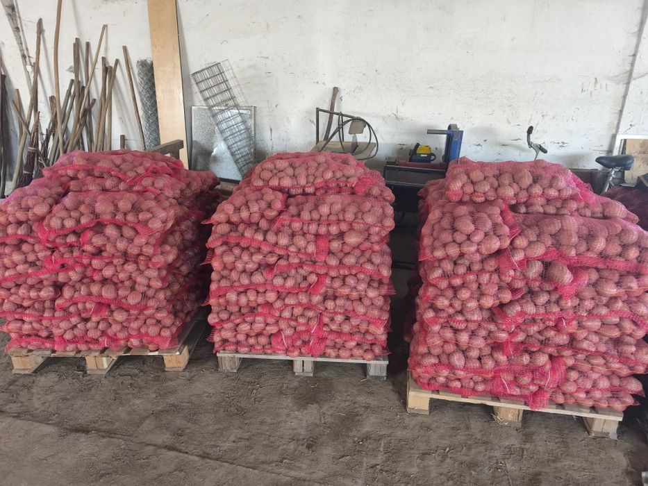Cartofi consum alb / Rosu la 10 kg cusut egalizat