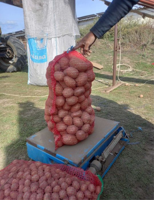 Cartofii consum roșu și alb