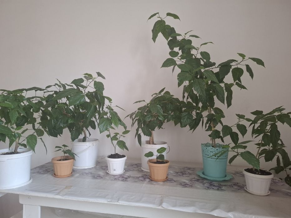 Цветы, Гул сатылады.