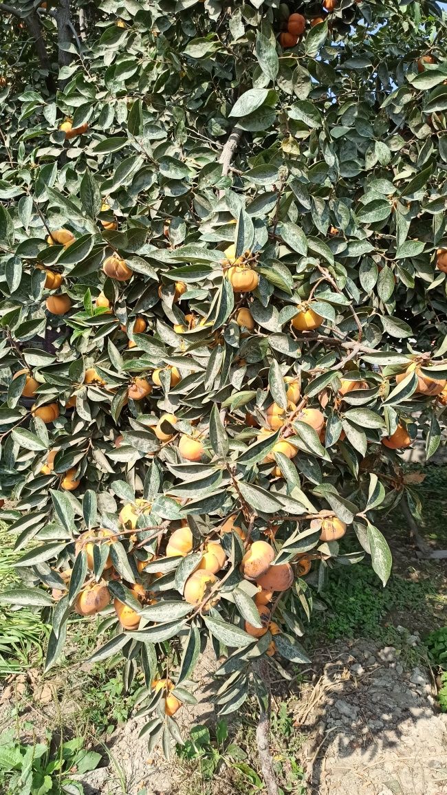Xurmo  sotiladi.