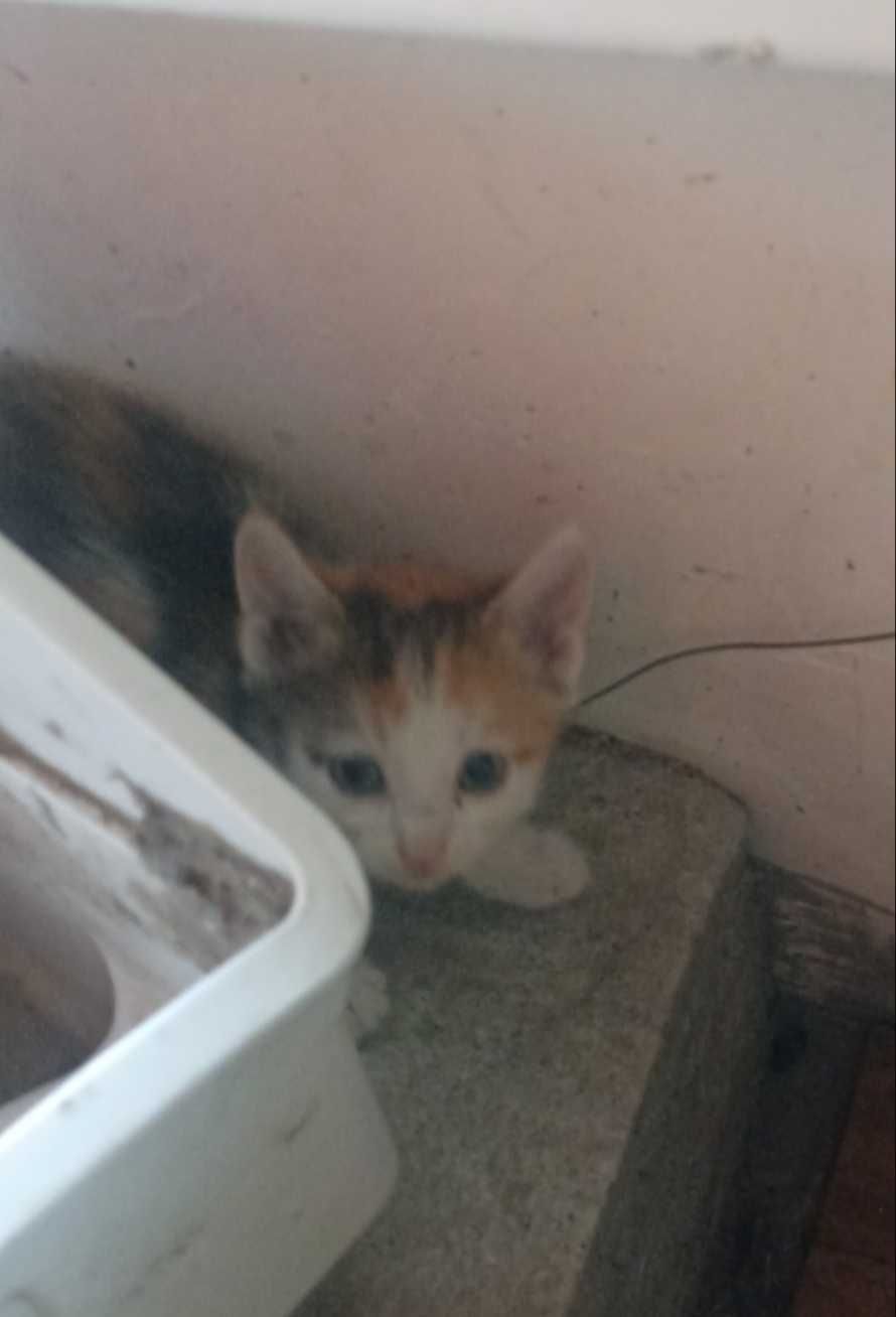 Отдам даром котят