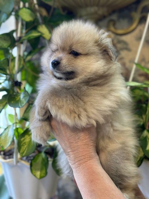 Померанский шпиц