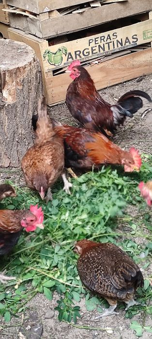 Găini americane pitici