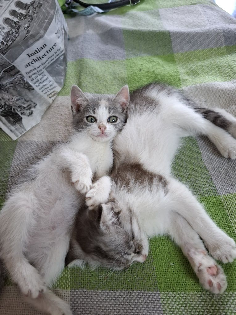 Отдам в добрые руки котенка-девочку вислоухую.Возраст 2месяца.