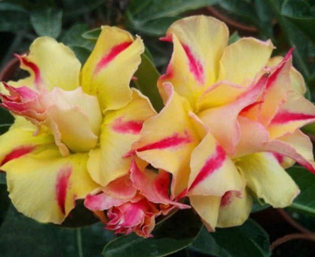 Adenium цветы, цветок пустыня