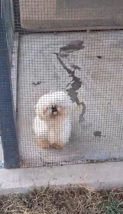 Shih tzu  talie mică ajut cu transport în țară