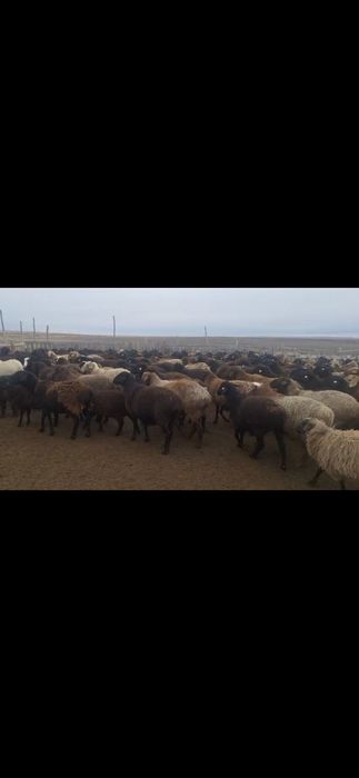 Продам баранов 80 голов