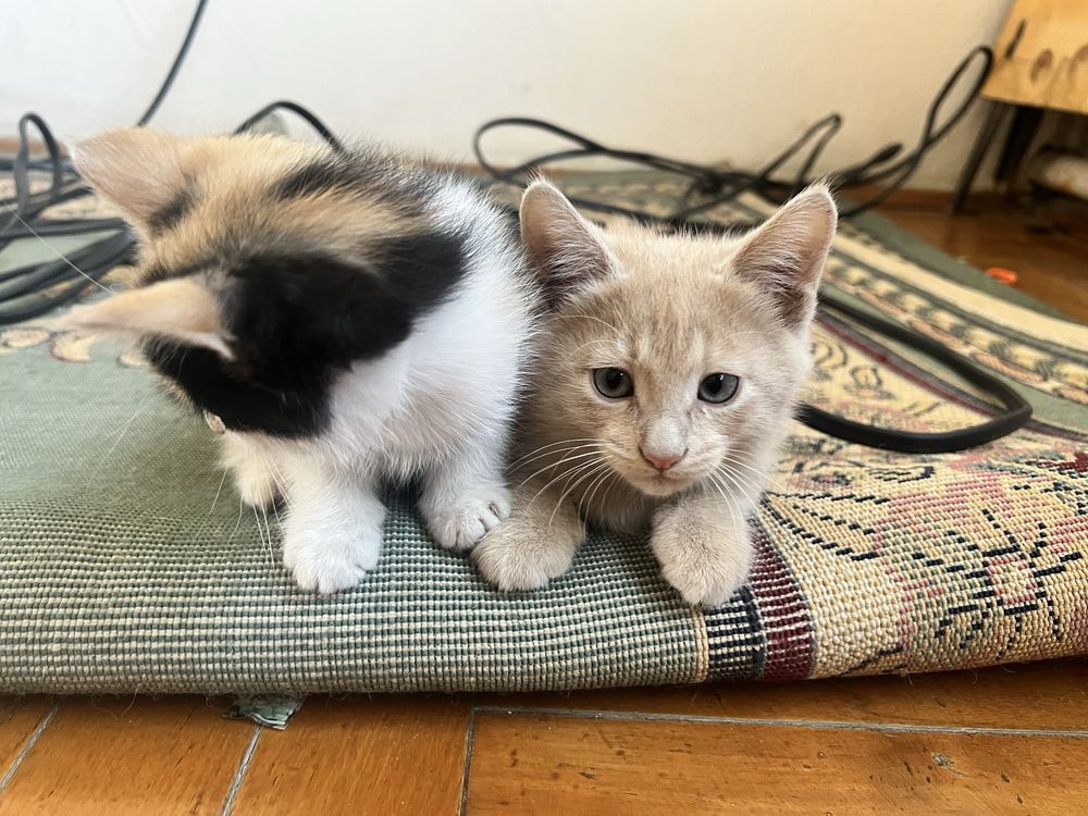 Отдам котят красивых и чистых