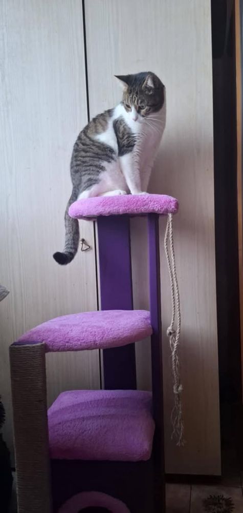 Катерушка за котка