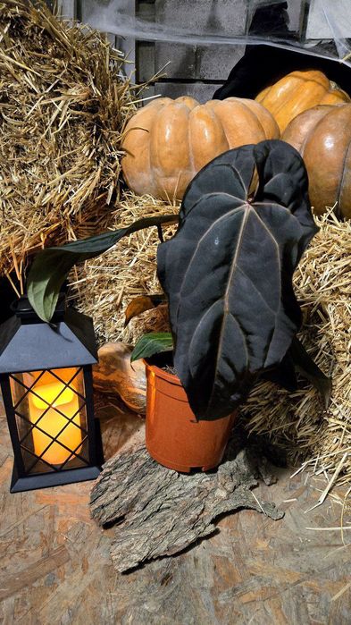 Антуриум гибрид дарк и хэндсом