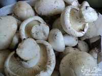 грибы(саңырауқұлақ)