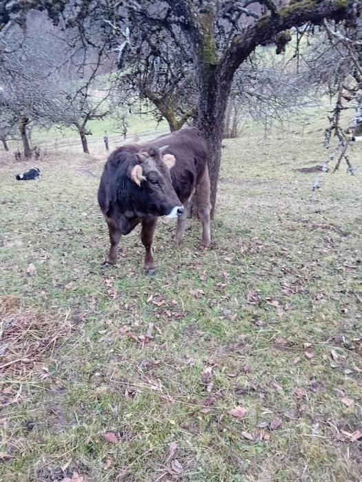 Vând jurinci una  2ani și una 10 luni ,tauras de 10 luni