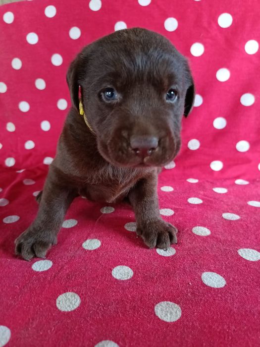 Labrador ciocolatiu Pedigree