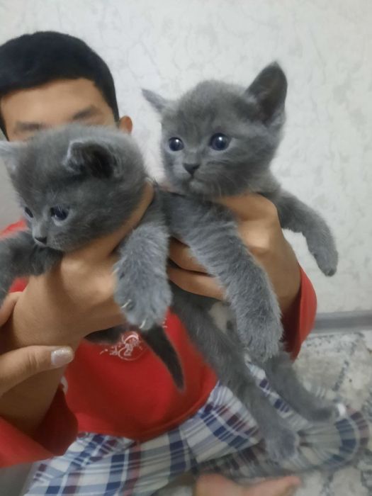 Продаются котята скотиш страйт