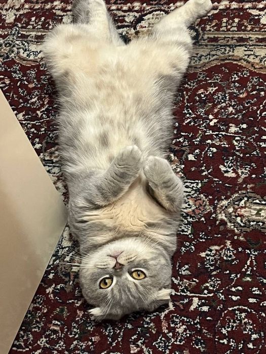 Срочно продается Scottish Fold кот 1 год