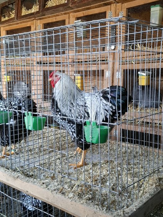 Cocos wyandotte argintiu