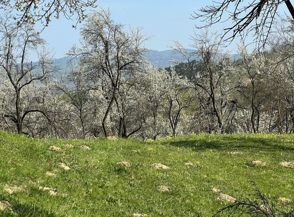 Teren de vis cu cabană, 3300 mp – Sotrile, Valea Doftanei