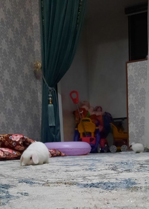 Zotdor quyonlar sotiladi