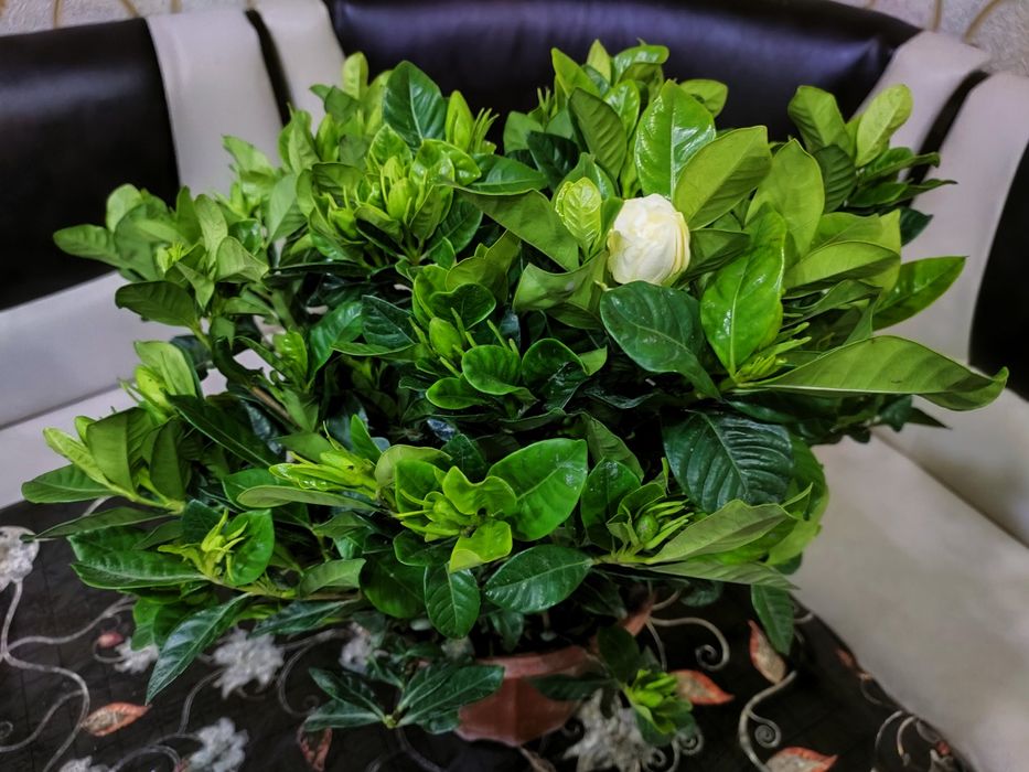 комнатные растения. доставка