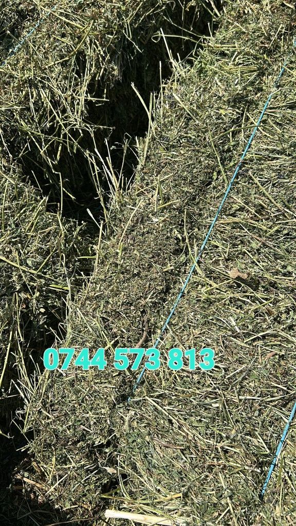 Baloti lucerna C1,C2 min40.Drept 500 sau fan.La TIR"RO UE Trans.inclus