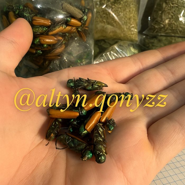 Алтын коныз майский жук золотой жук