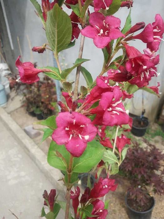 Вайгела – Налични 4 вида  Студоустойчива