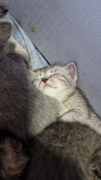 Красивые,приученные котята.Бесплатно!