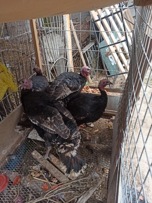 Kurka sotiladi индюки