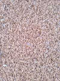 Продам чистую сухую пшеницу в мешках