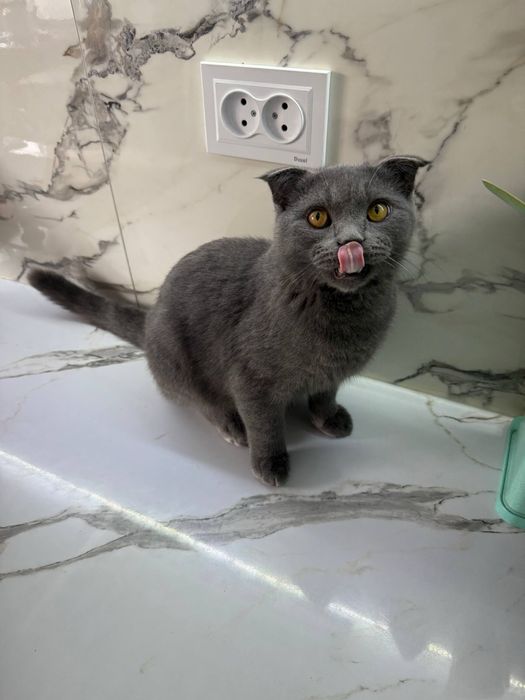 Scottish fold mushuk sotiladi 6oylik erkak