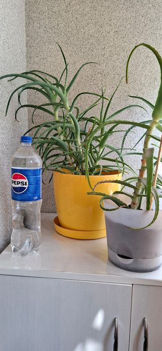 Продам комнатные растения