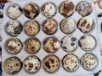 Яйца перепелки инкубационные по 45тг