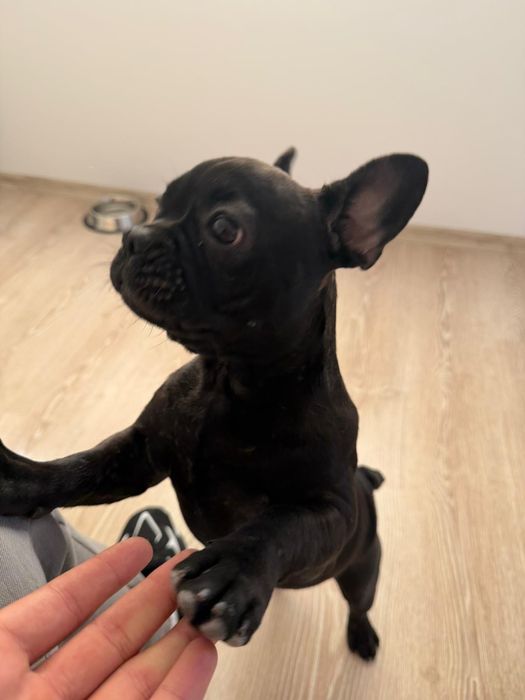 Френски Булдог-Женски