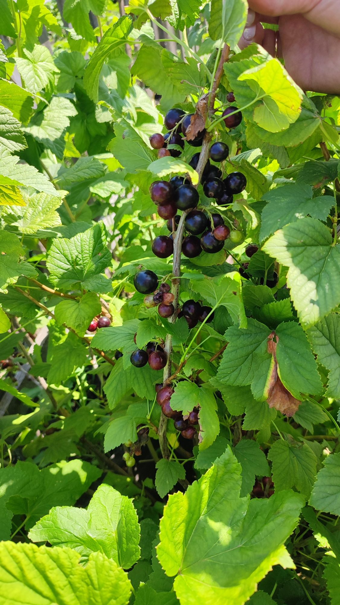 Продам дачу в обществе ,, Лада "