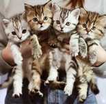 Шотландские Котята