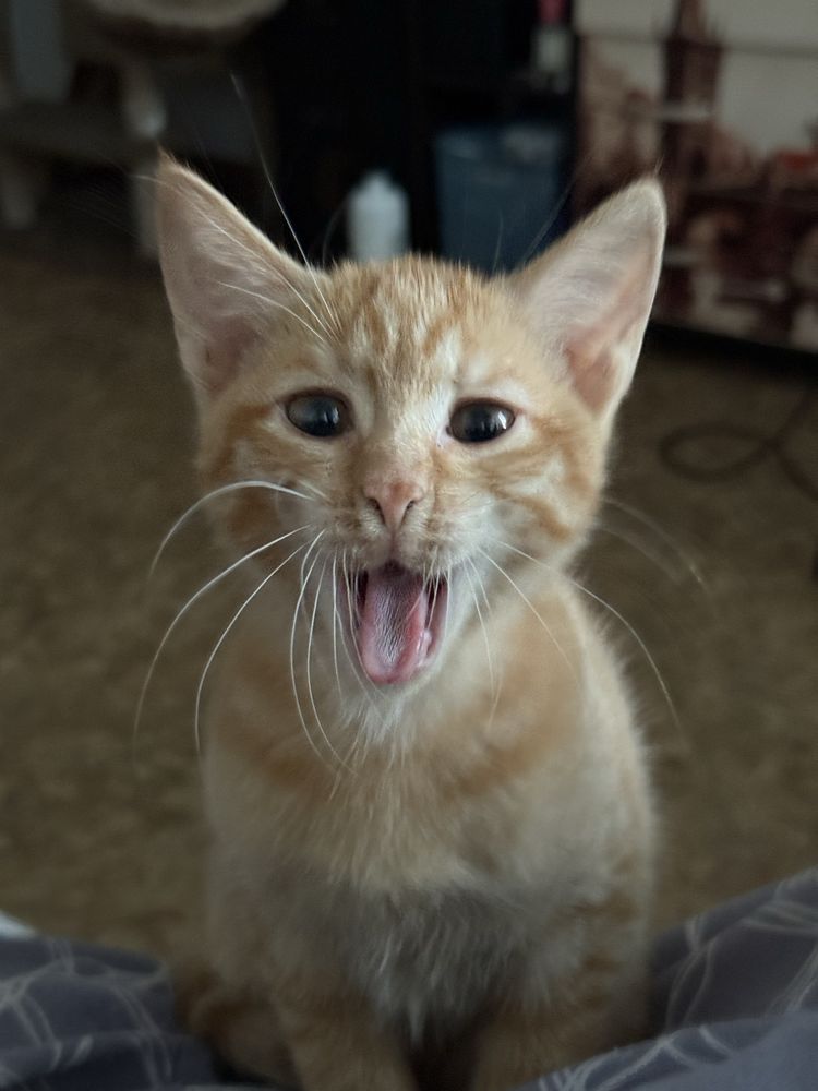 Котенок девочка рыжая