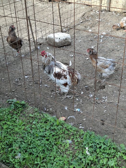 Cocoși tineri Araucana