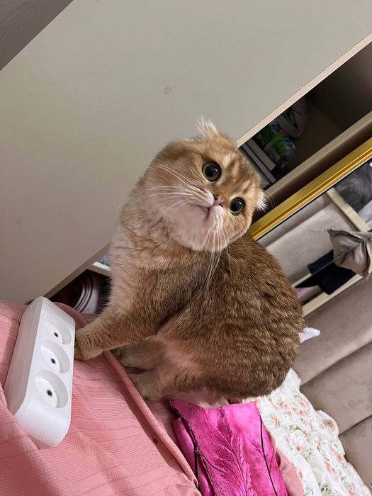 Zalataya winwila fold