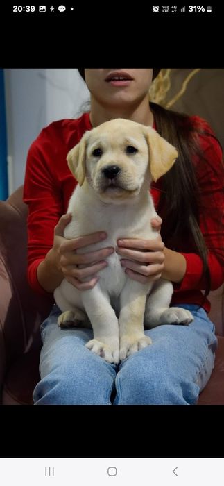 Puiuț Labrador Auriu