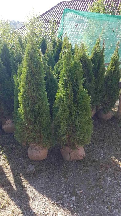 Plante Decorative Tuia