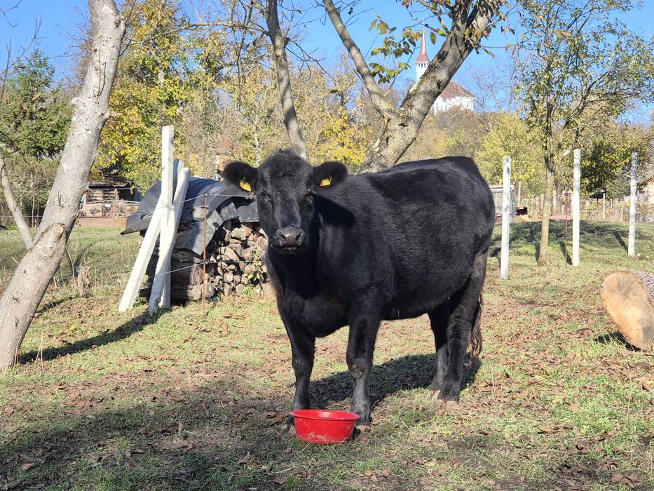 Vand juninca black angus in varsta de 1,7 ani