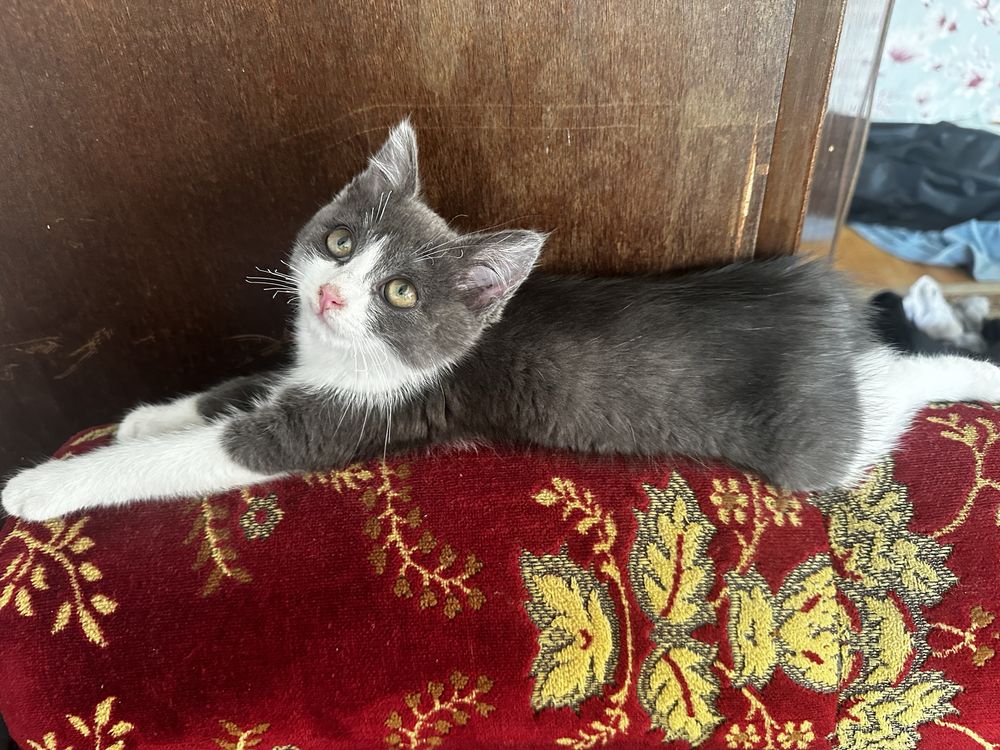 Котенок в добрые руки