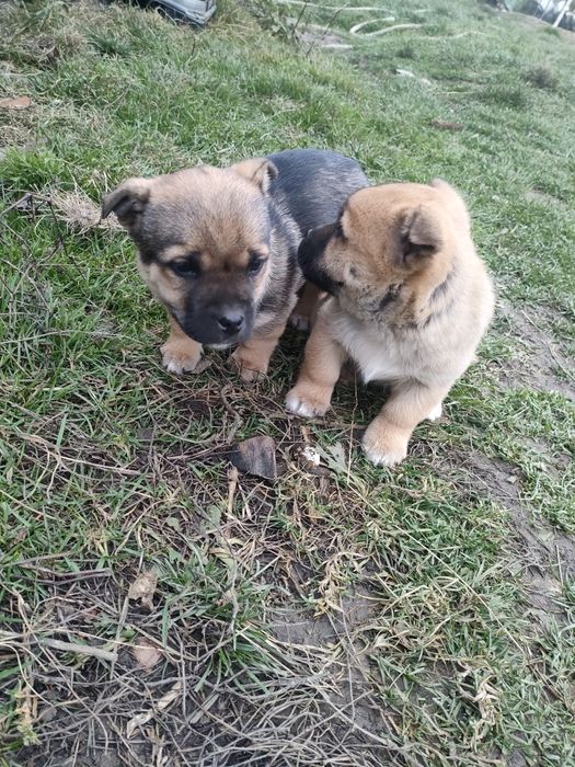 Donez doi cățeluși