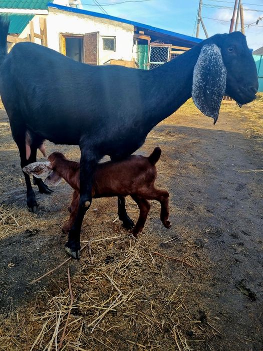 Продам дойную  козу с козленком