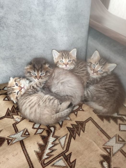 Продажа котят. Мама породы шотландская вислоухая.