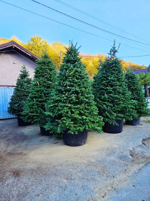 Îmbunătățește-ți curtea cu Plante de calitate