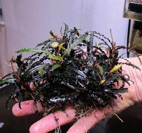 Bucephalandra , bucephalandre acvariu