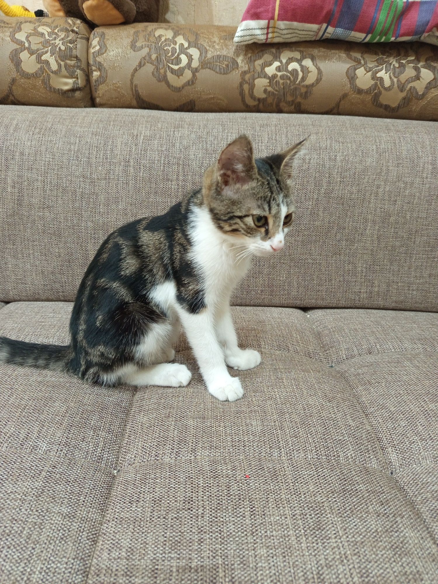 Отдам котенка в хорошие руки