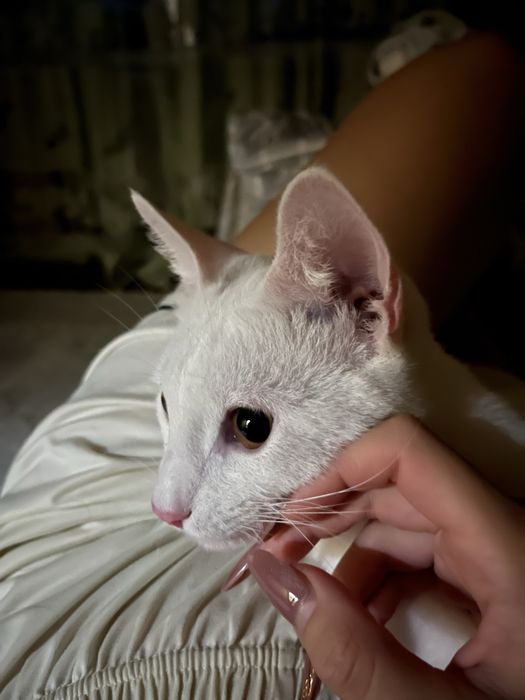 Отдам кота в добрые руки