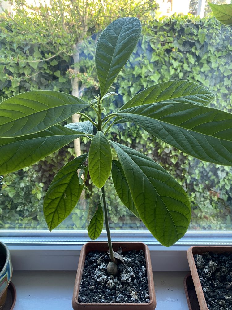 Avocado la ghiveci